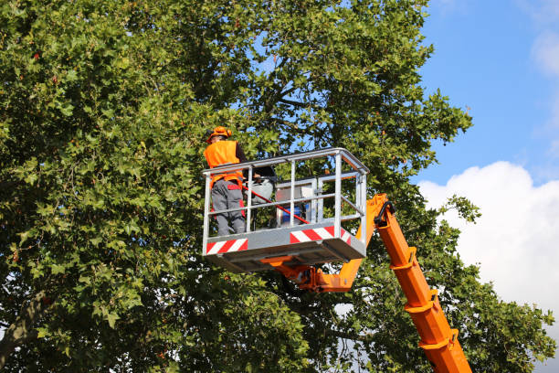 Best Commercial Tree Services  in Wahneta, FL